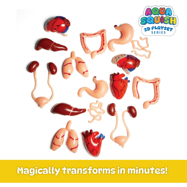 Aqua Squish Human Organs Kit
